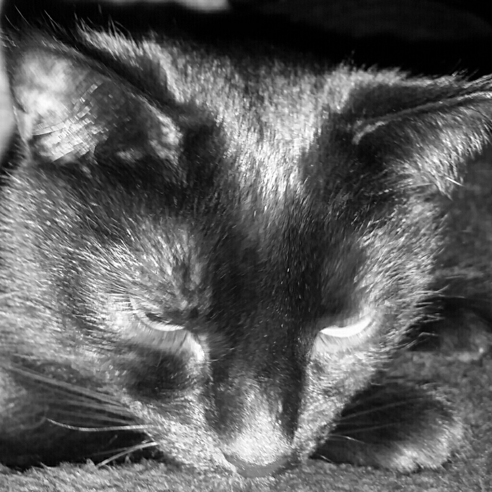 Meet your Posher, Joey